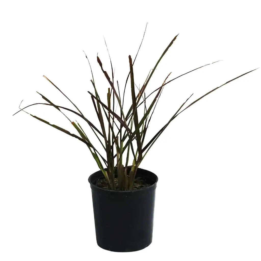 Pennisetum red 14cm 