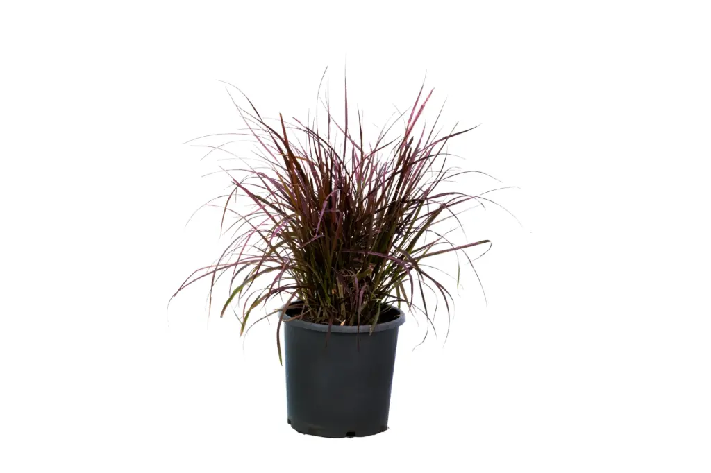 Pennisetum red 25cm 
