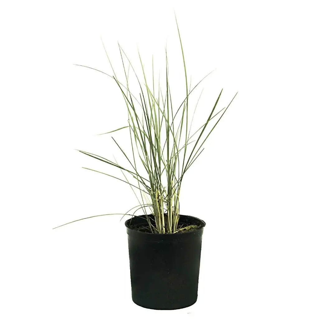 Pennisetum 14cm 
