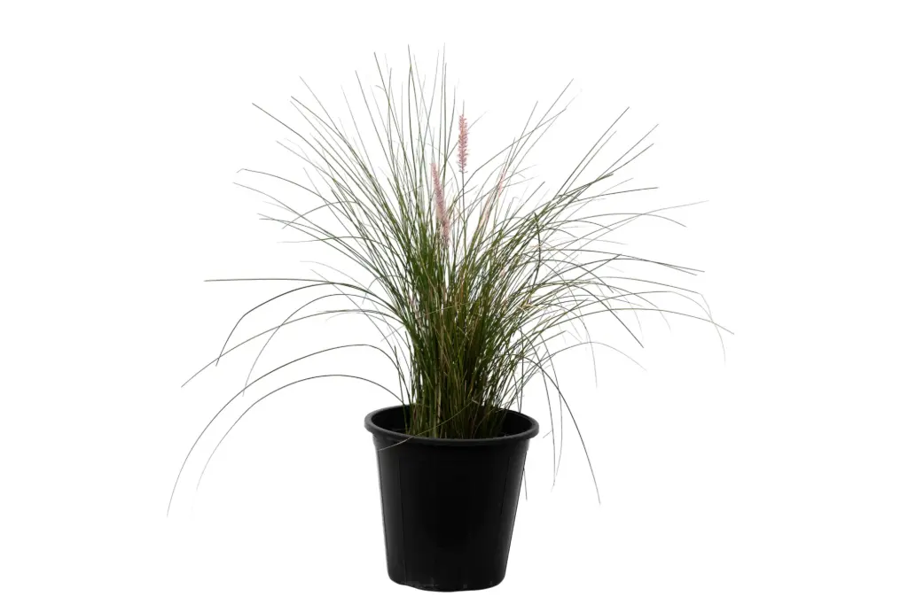 Pennisetum 25cm 