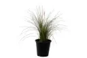 Pennisetum 25cm 