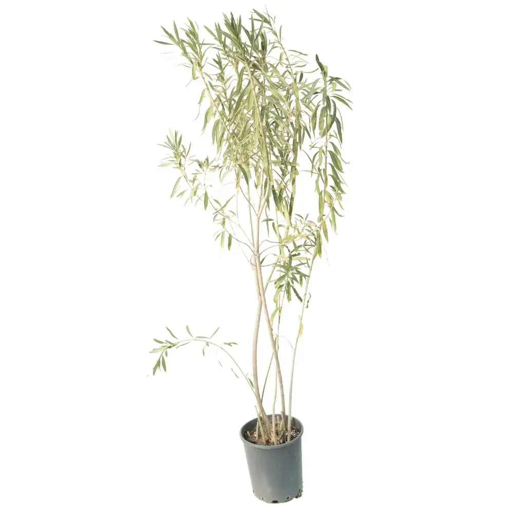 nerume oleander 25cm 