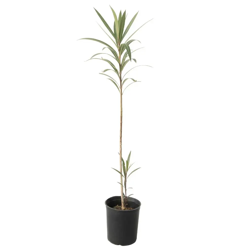 nerume oleander 14cm 