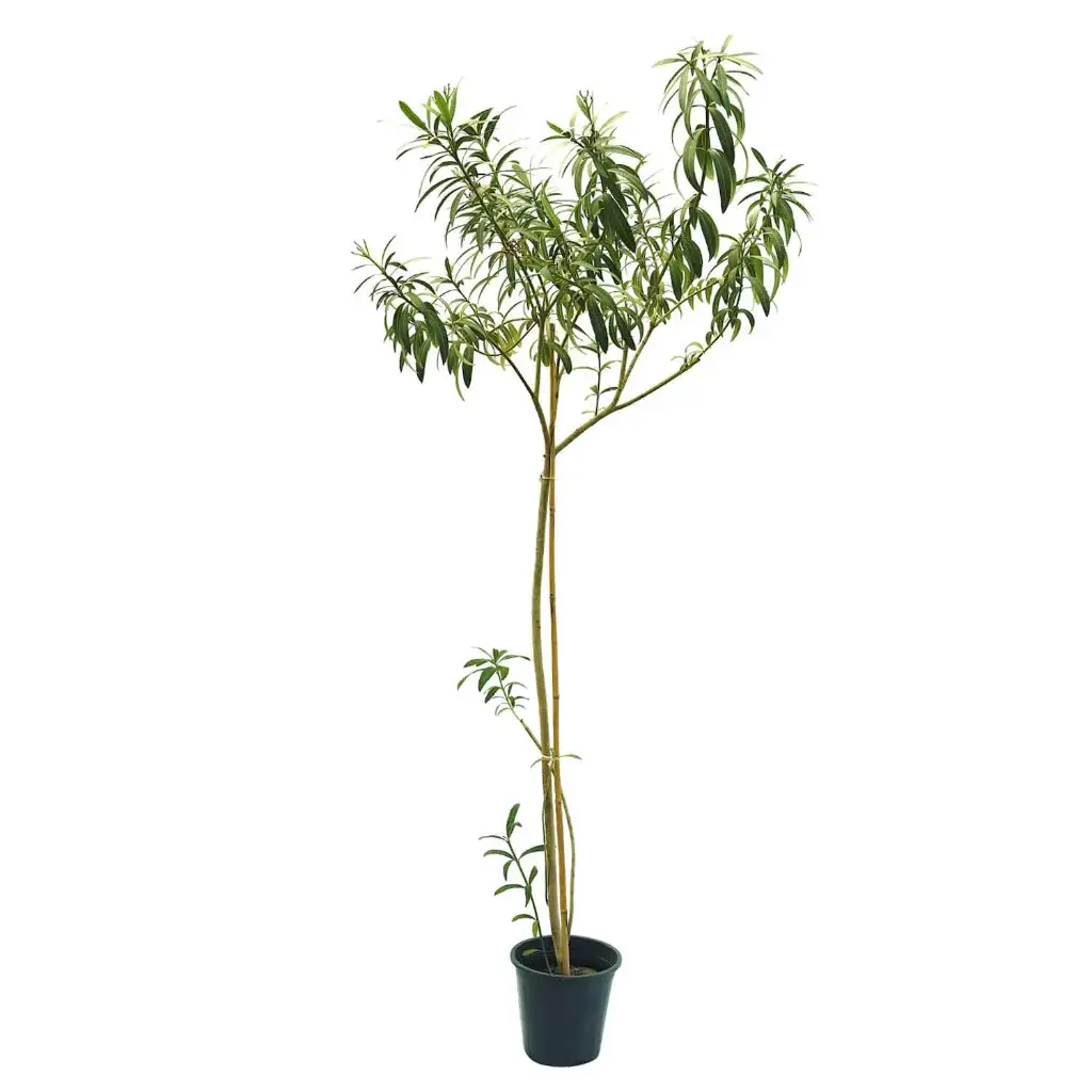nerume oleander35cm 