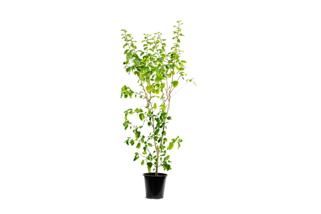 duranta green 25cm 
