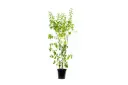 duranta green 25cm 