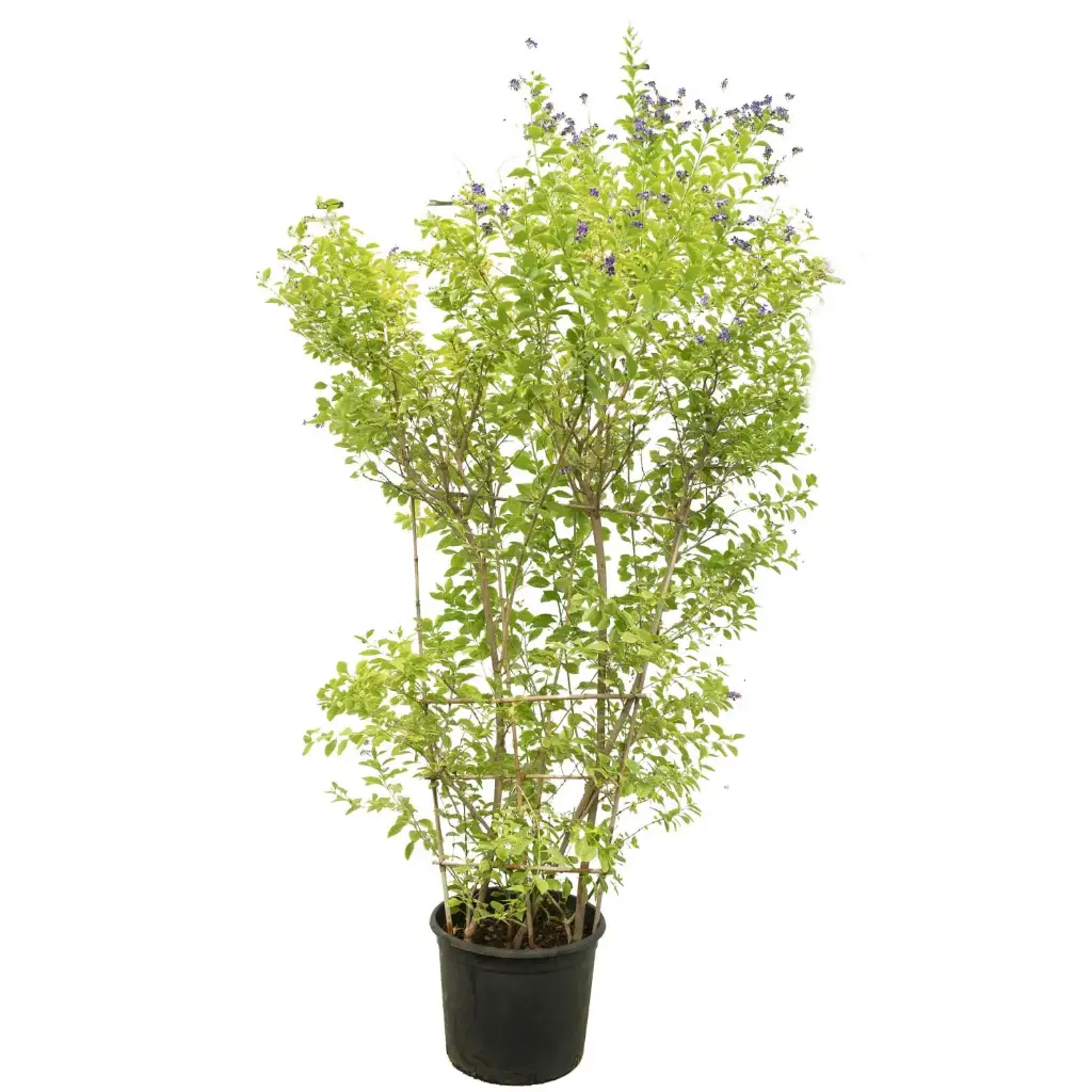 duranta green fence 1.5M 35cm 