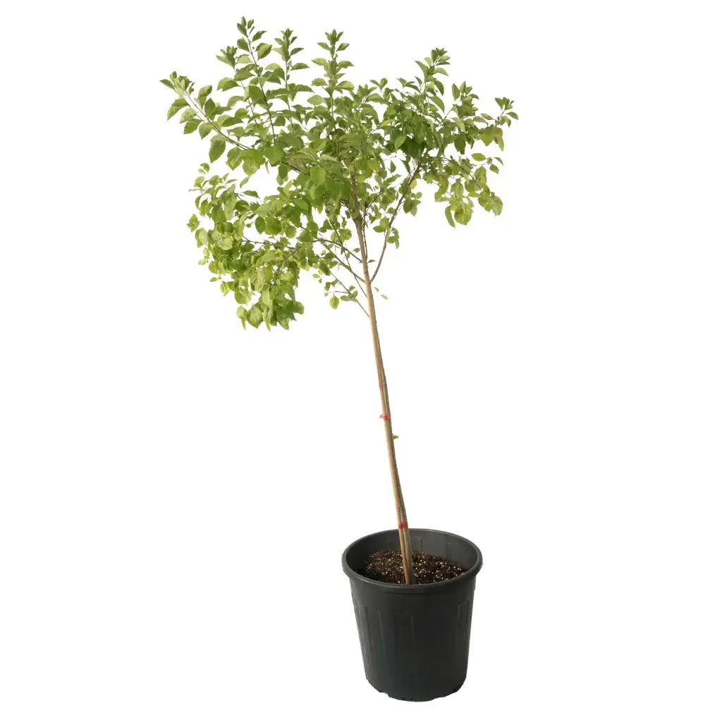 duranta green vertical shape 25cm 