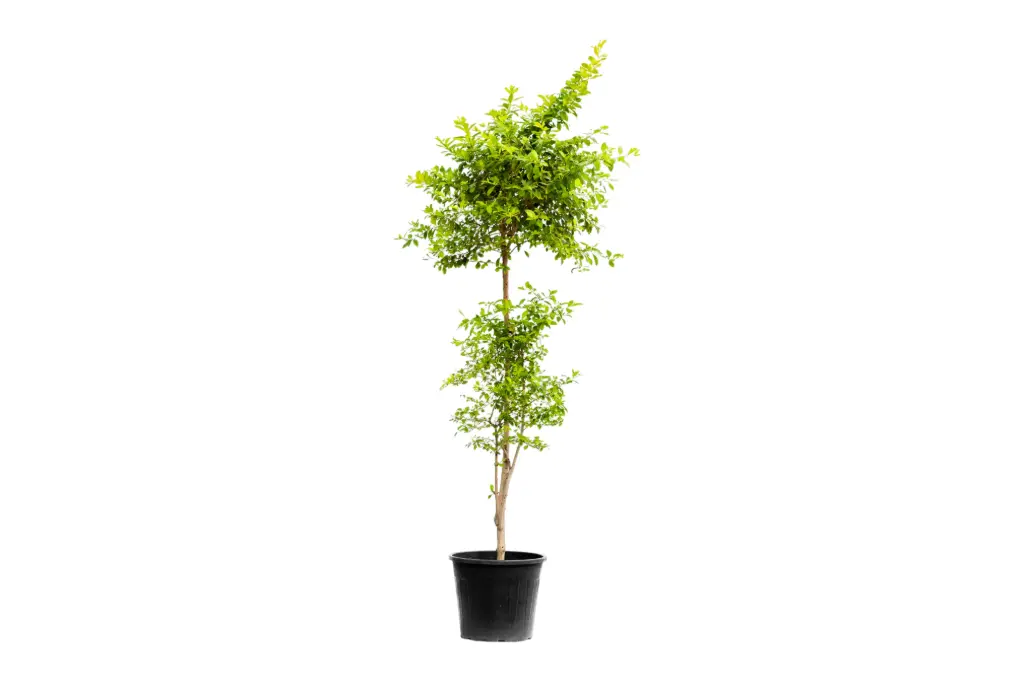 duranta yellow vertical shape 25cm 