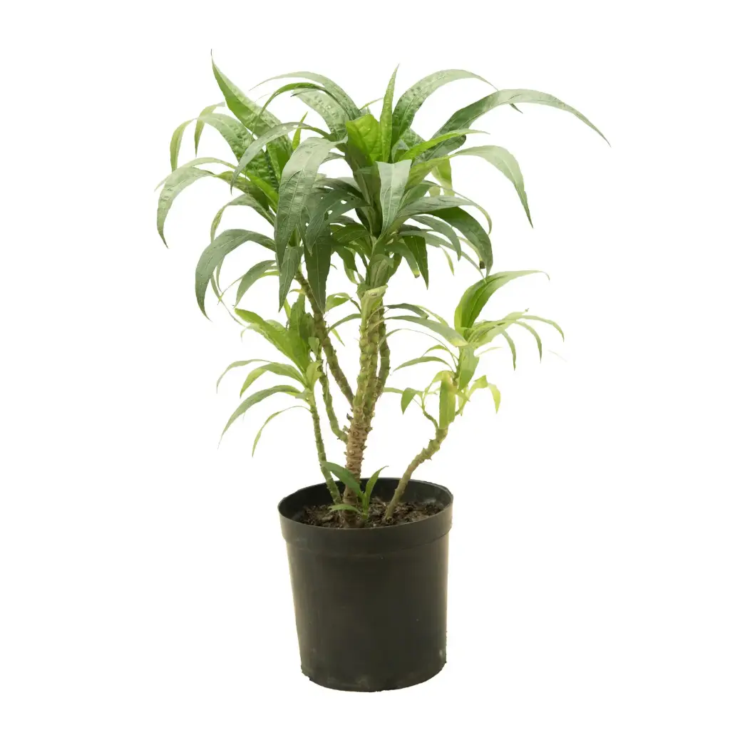 Ruellia vertical 12cm 