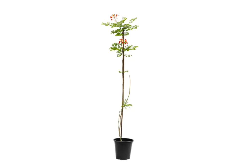 Caesalpinia 25cm 