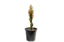 Euphorbia trigona red 25cm 