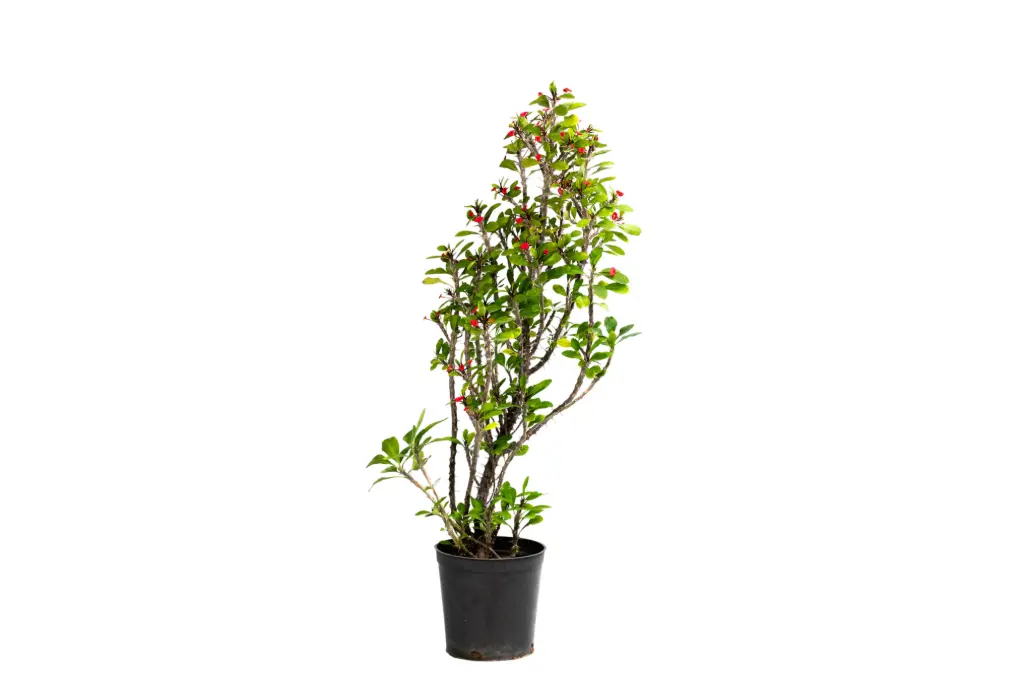 Euphorbia milii 10cm 