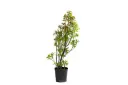 Euphorbia milii 10cm 