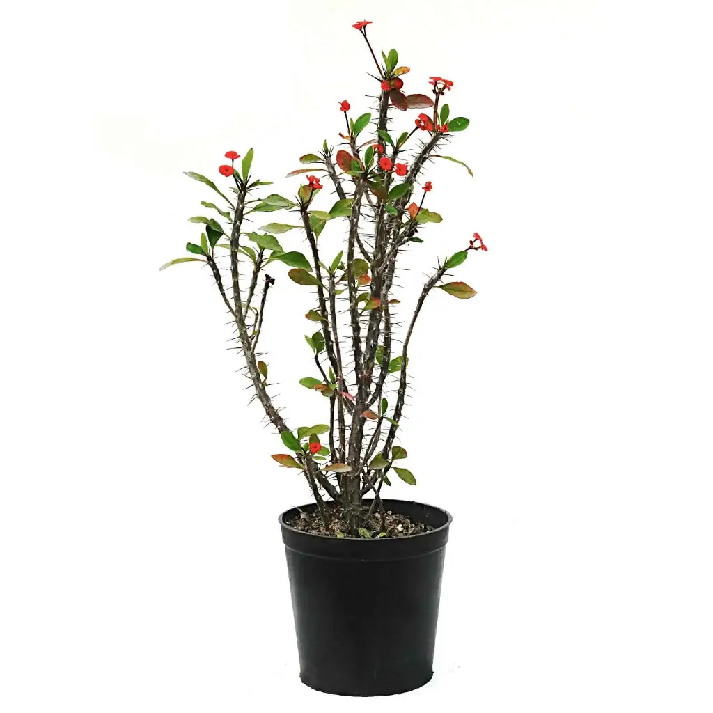 Euphorbia milii 25cm 
