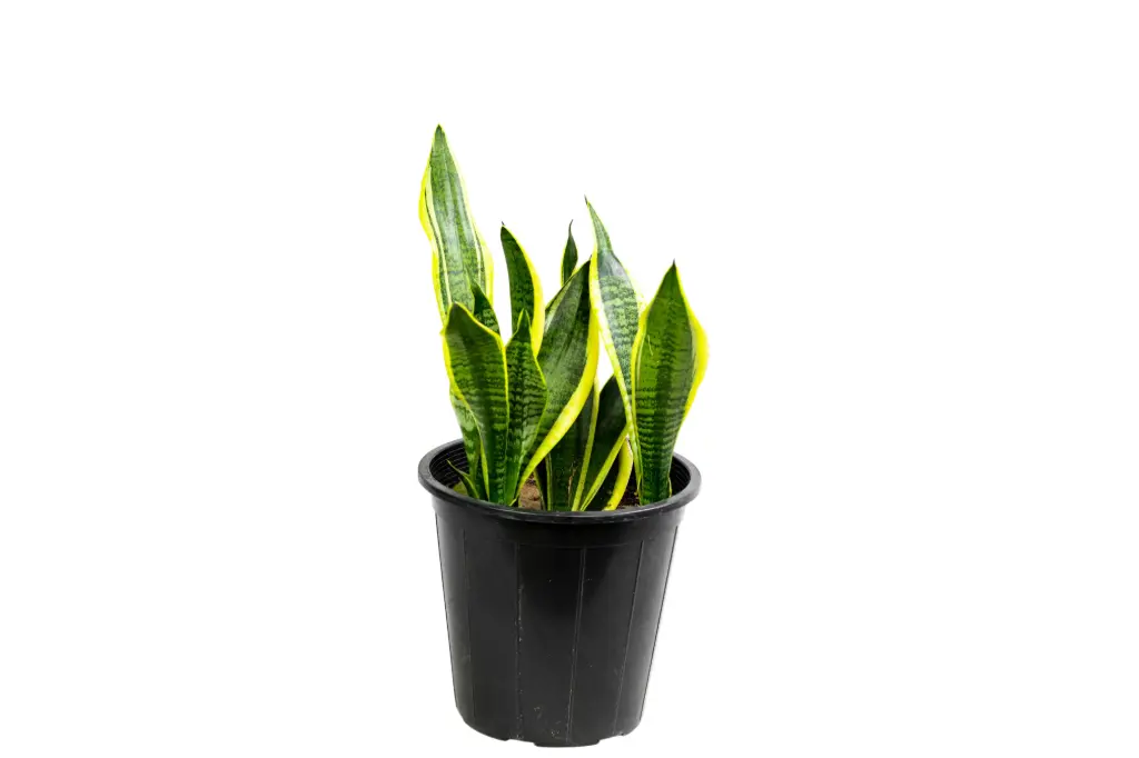 sansevieria yelow 25cm 