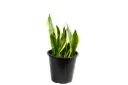 sansevieria yelow 25cm 