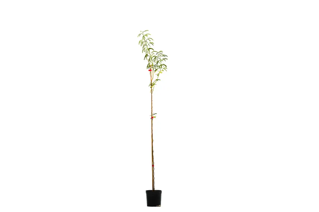 sufsaf 25cm
