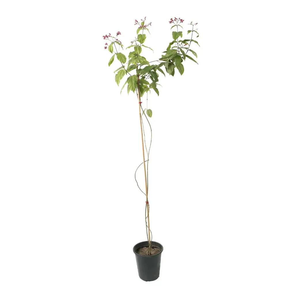Clerodendrum splendens 25cm 