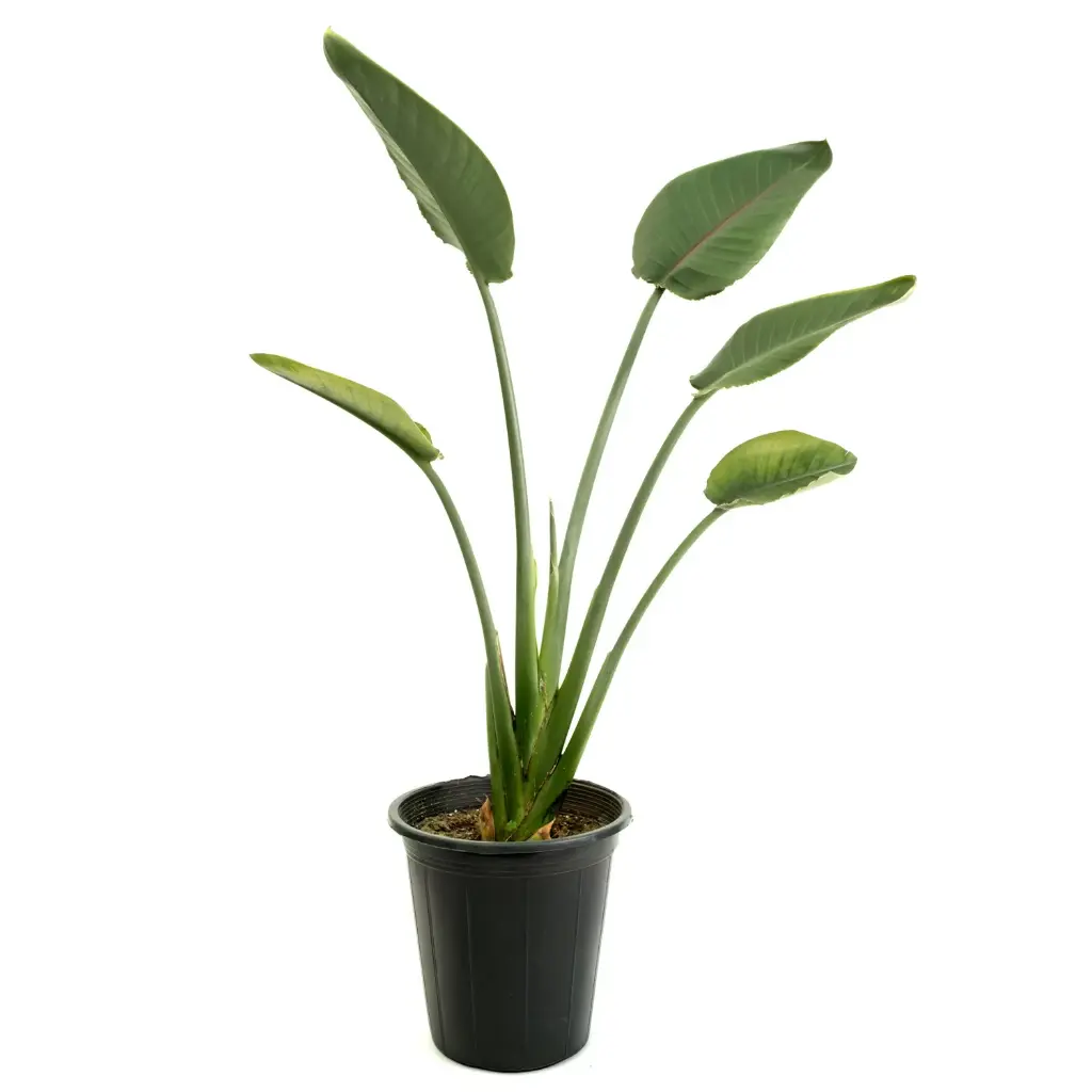 Strelitzia reginae 25cm 