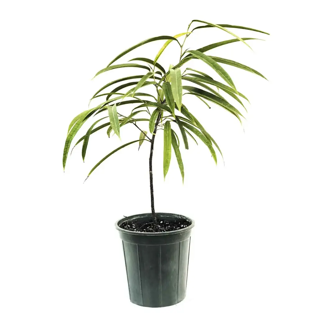 Ficus aly 18cm 