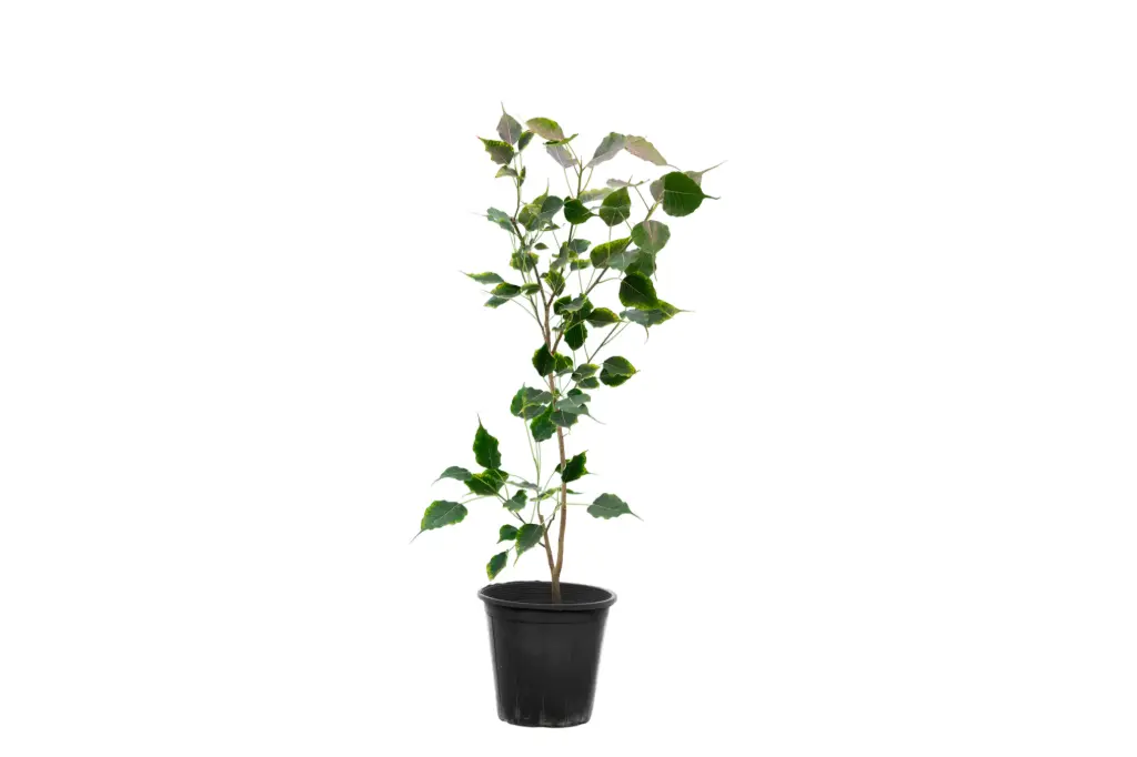 Ficus Religiosa 25cm 