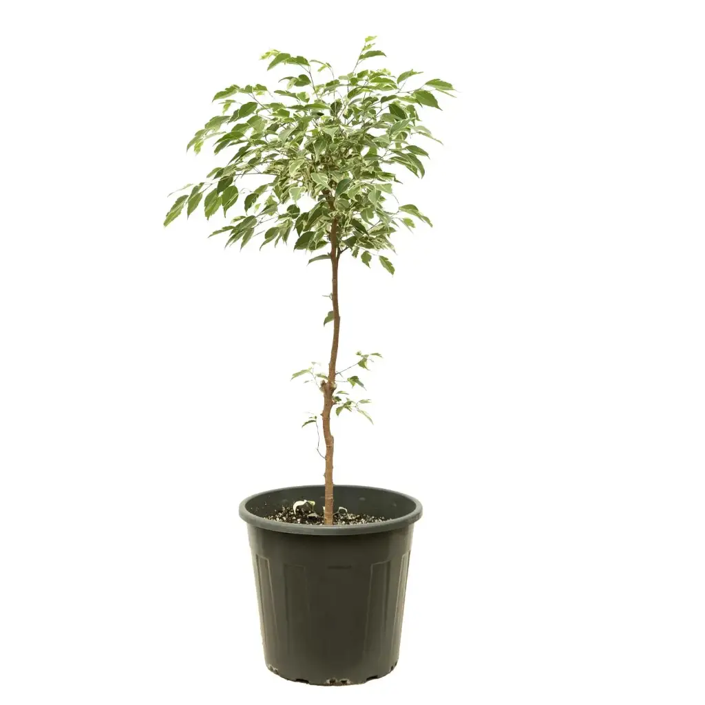 ficus hawaii 35cm 