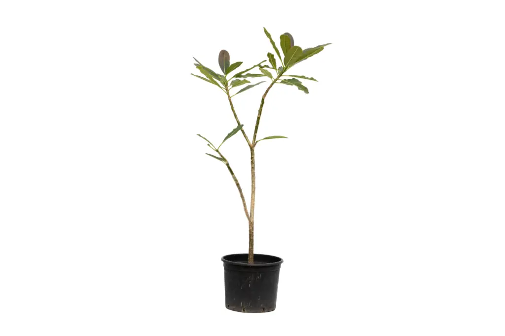 plumeria obtusa 35cm 
