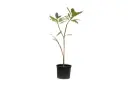 plumeria obtusa 35cm 