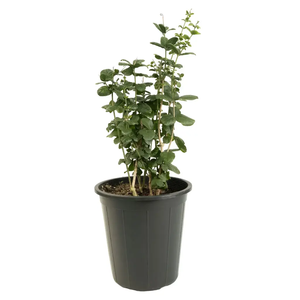Jasminum sambac 25cm 