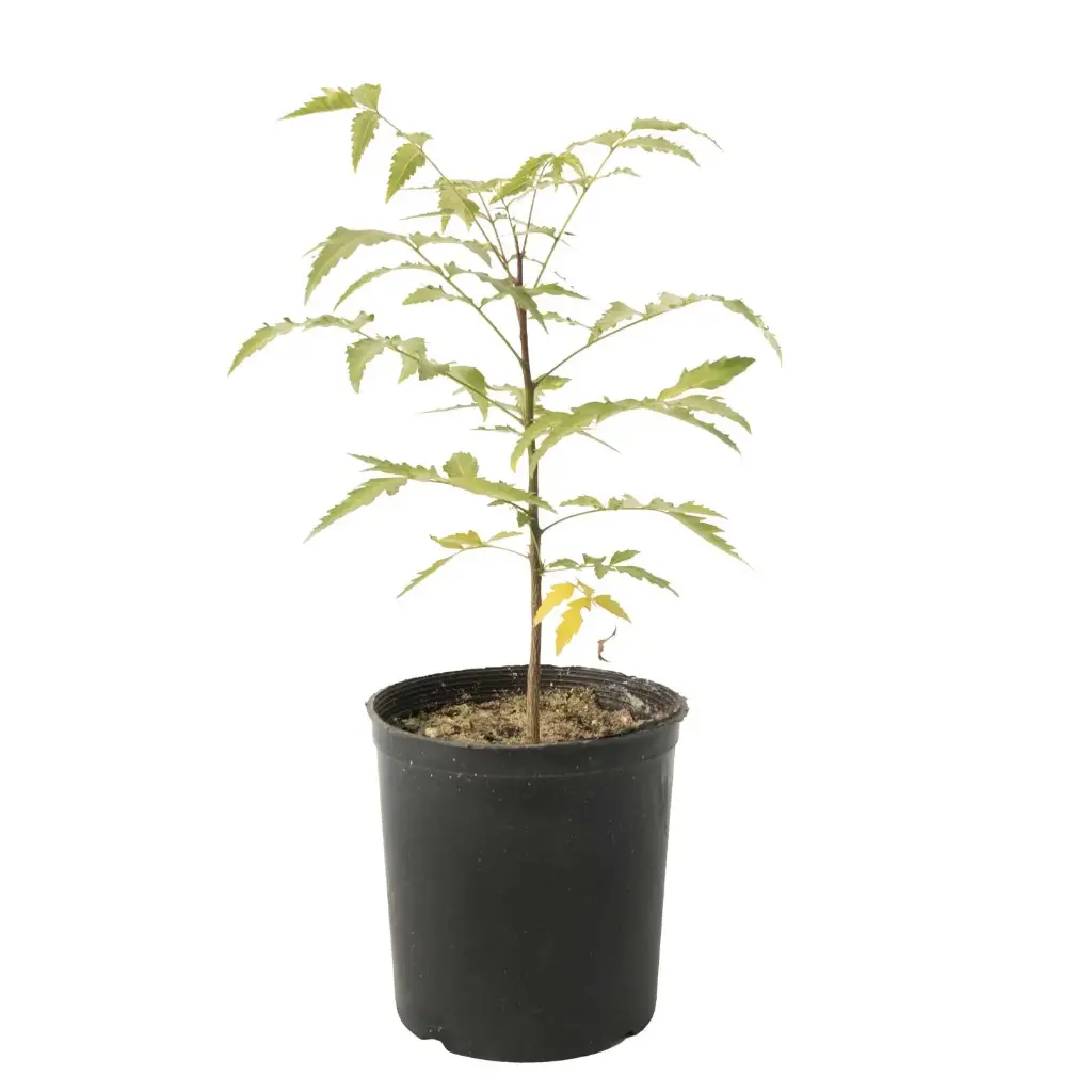 curry tree 14cm 