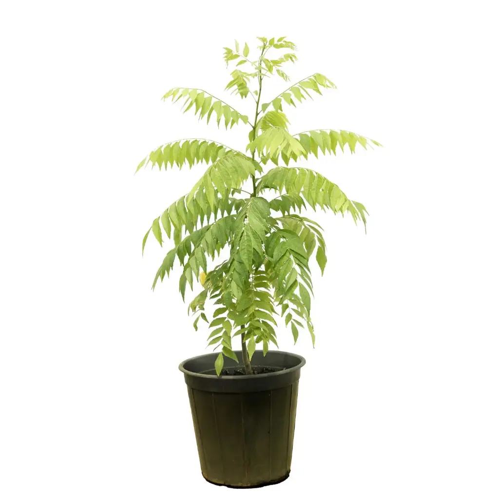 curry tree 25cm 