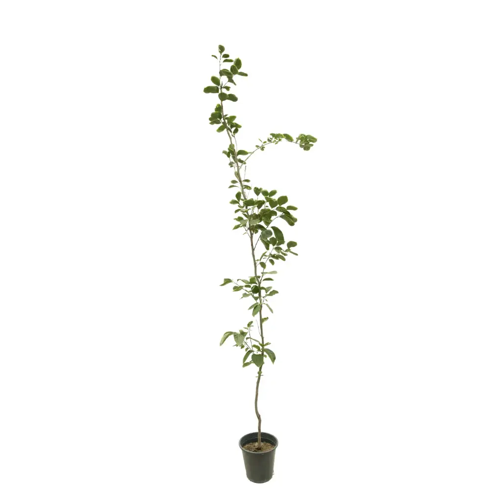 kaka 25cm
