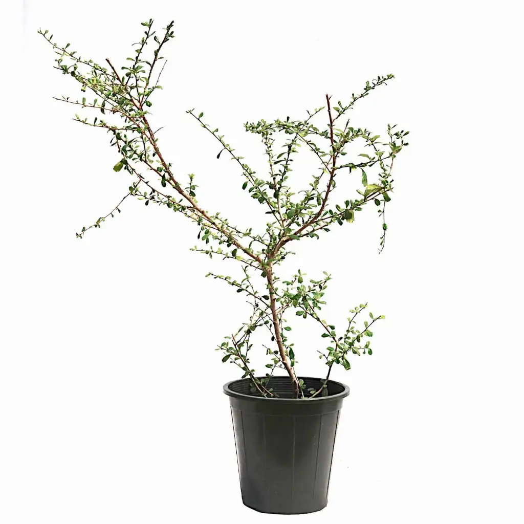 كرمونا حوض 25سم