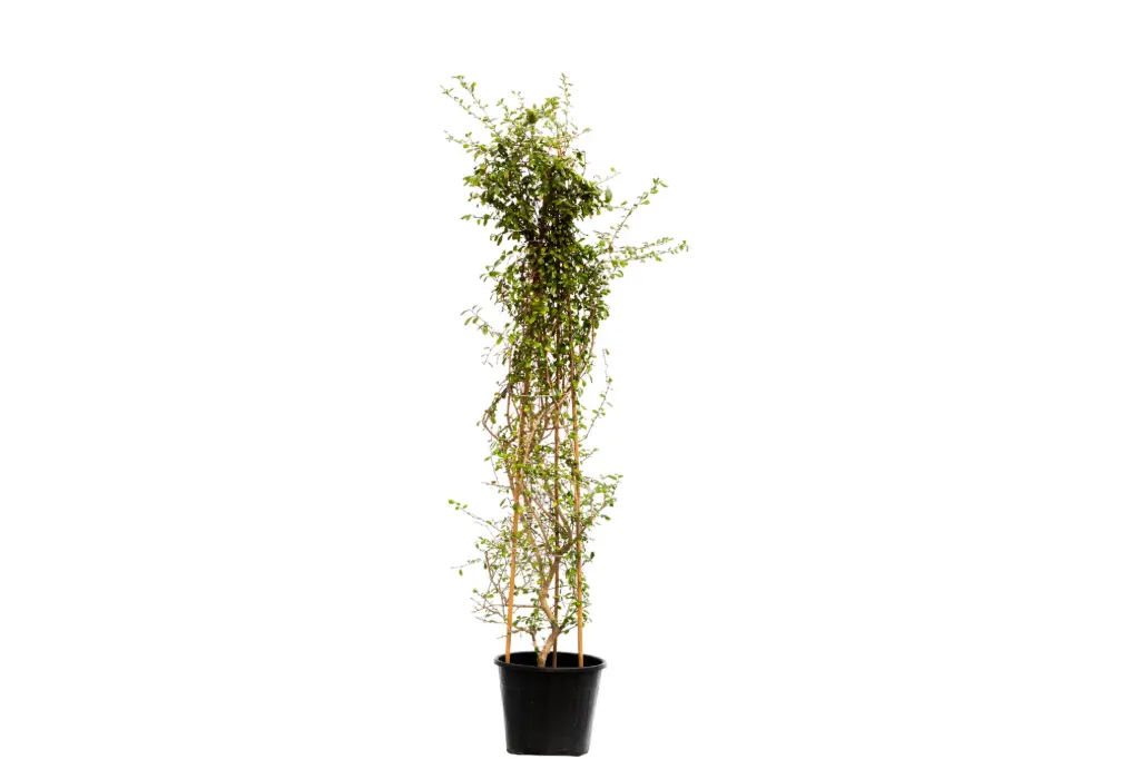 carmona pyramidal shape 35cm