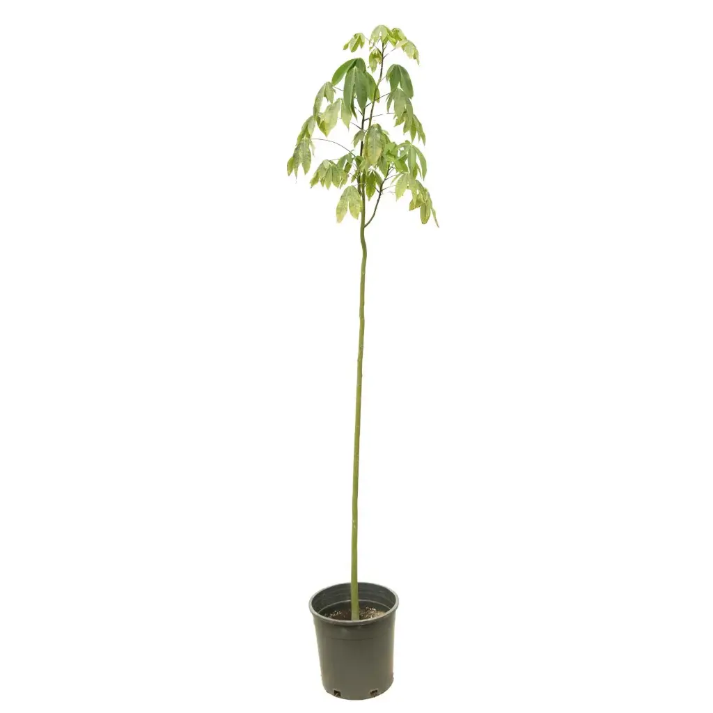 Chorisia 25cm