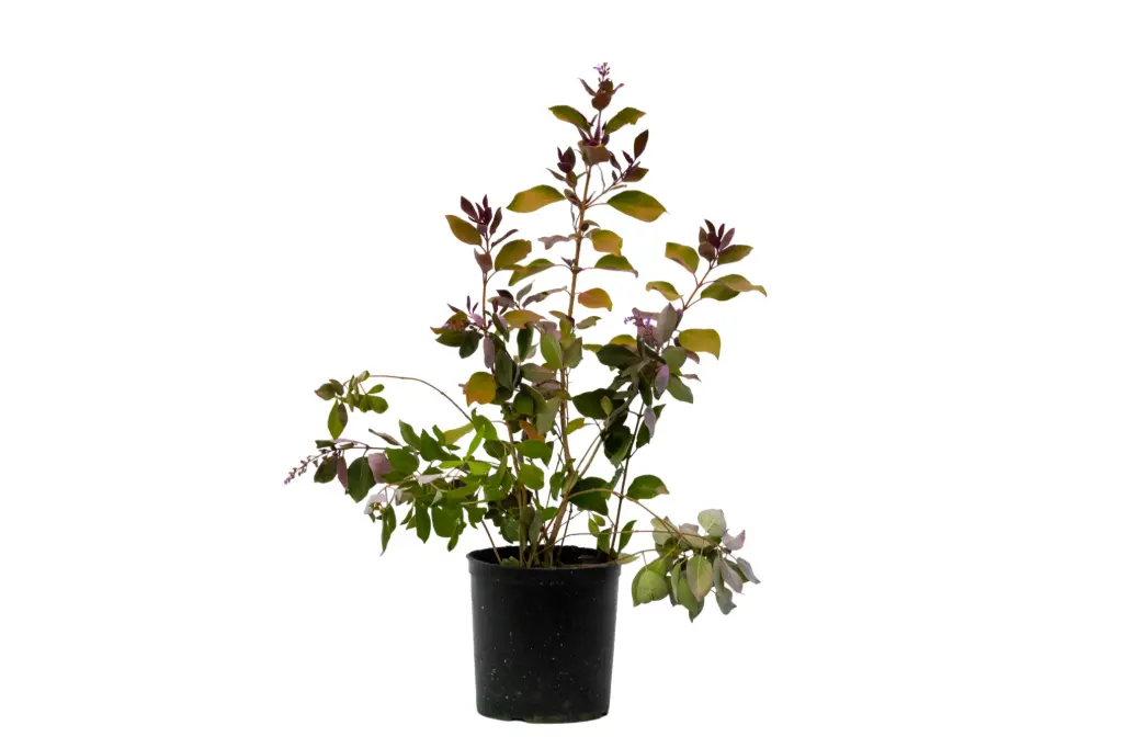 vitex red 14cm
