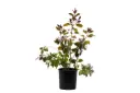 vitex red 14cm