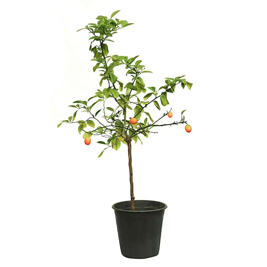 kumquat 25cm 