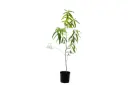 Cinchona lemon 14cm 