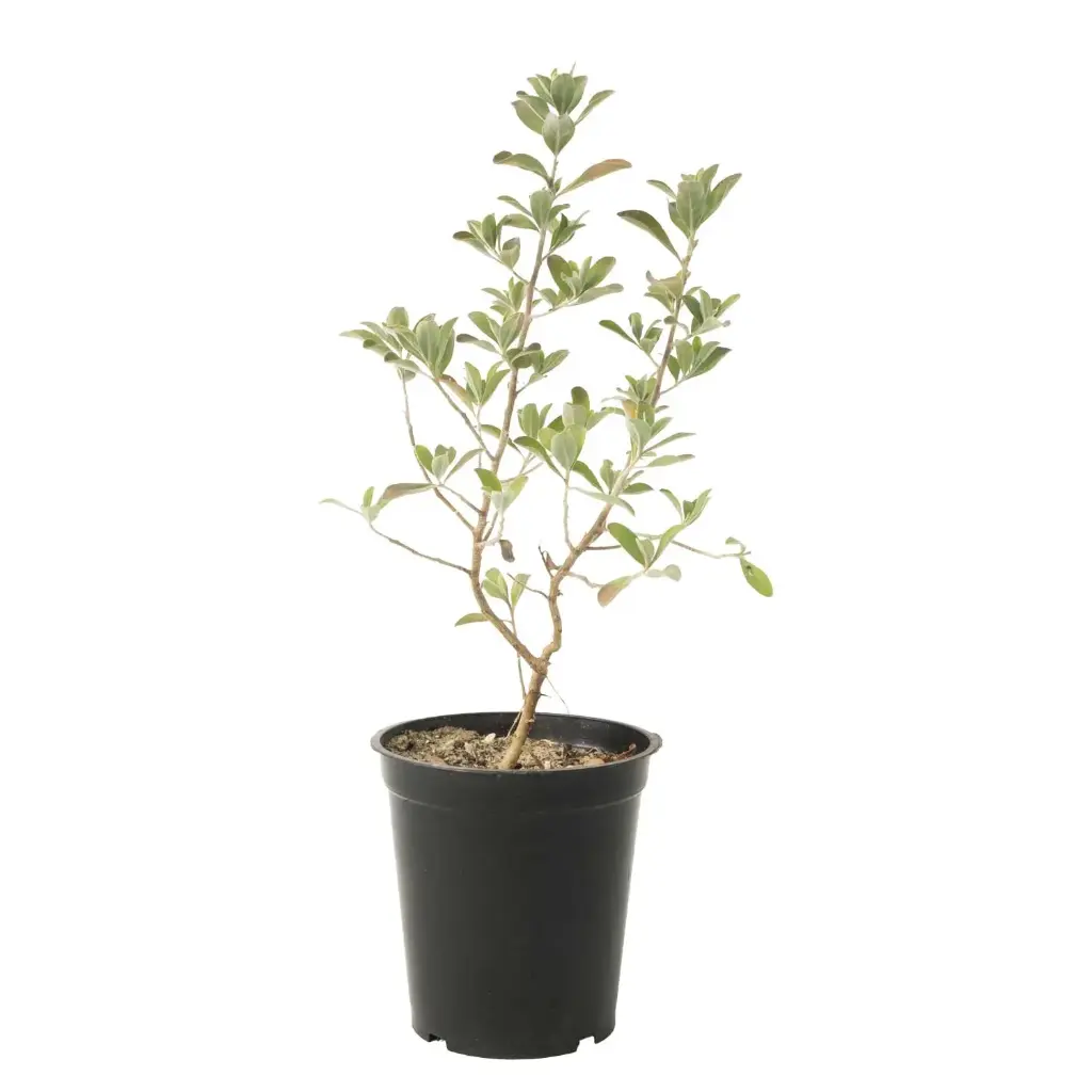Leucophyllum 10cm 