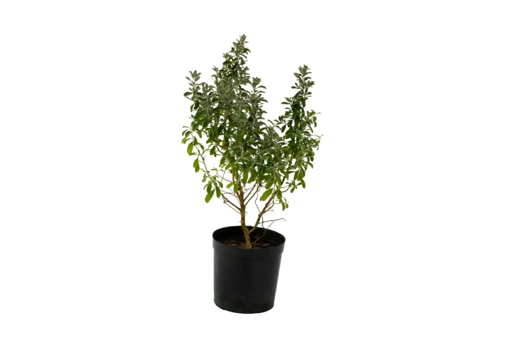 Leucophyllum 14cm 