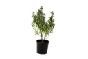 Leucophyllum 14cm 