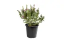 Leucophyllum 25cm 