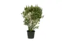 Leucophyllum ball shape 35cm 
