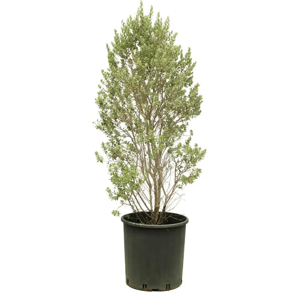 Leucophyllum pyramidal shape 30cm 
