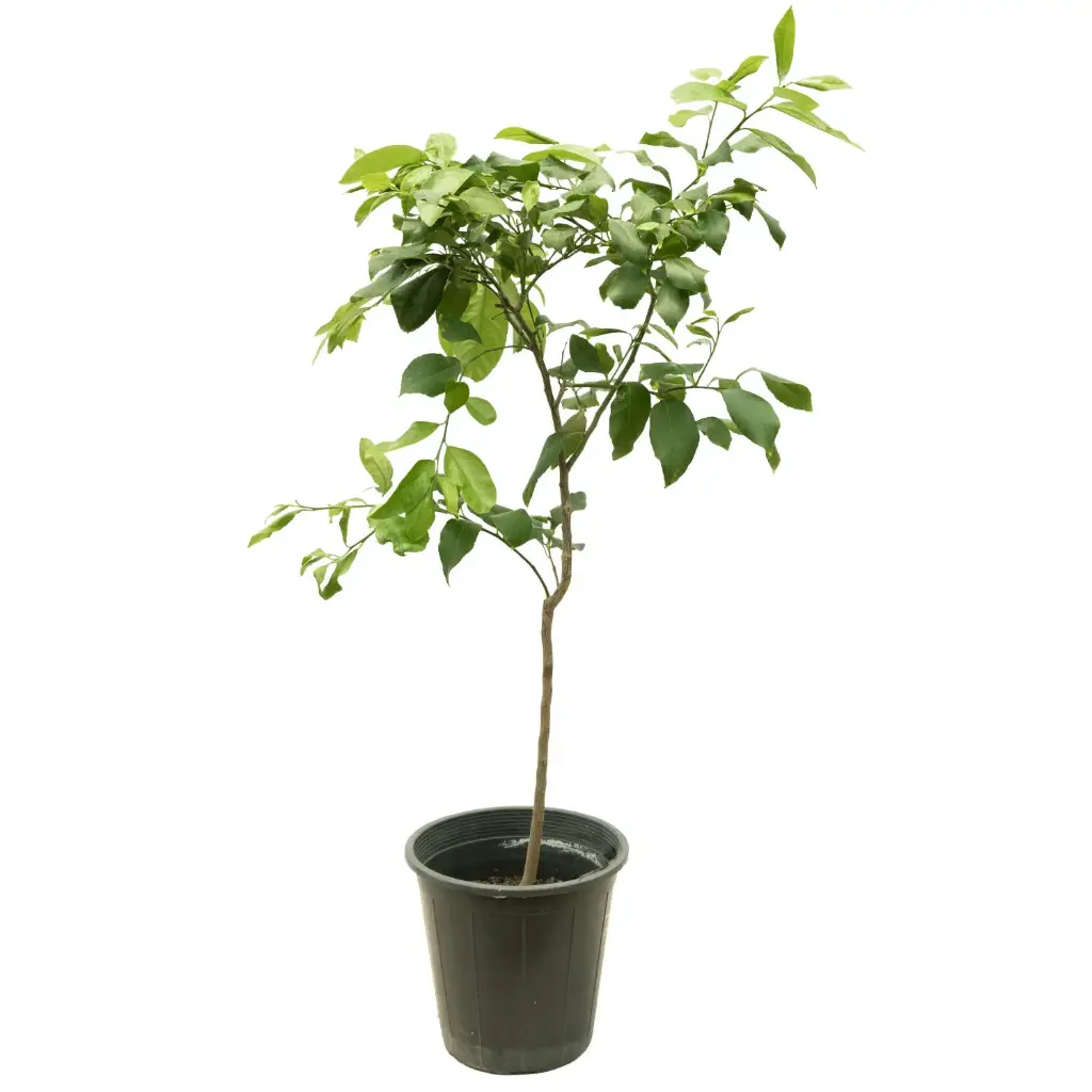 lemon adalia 25cm 