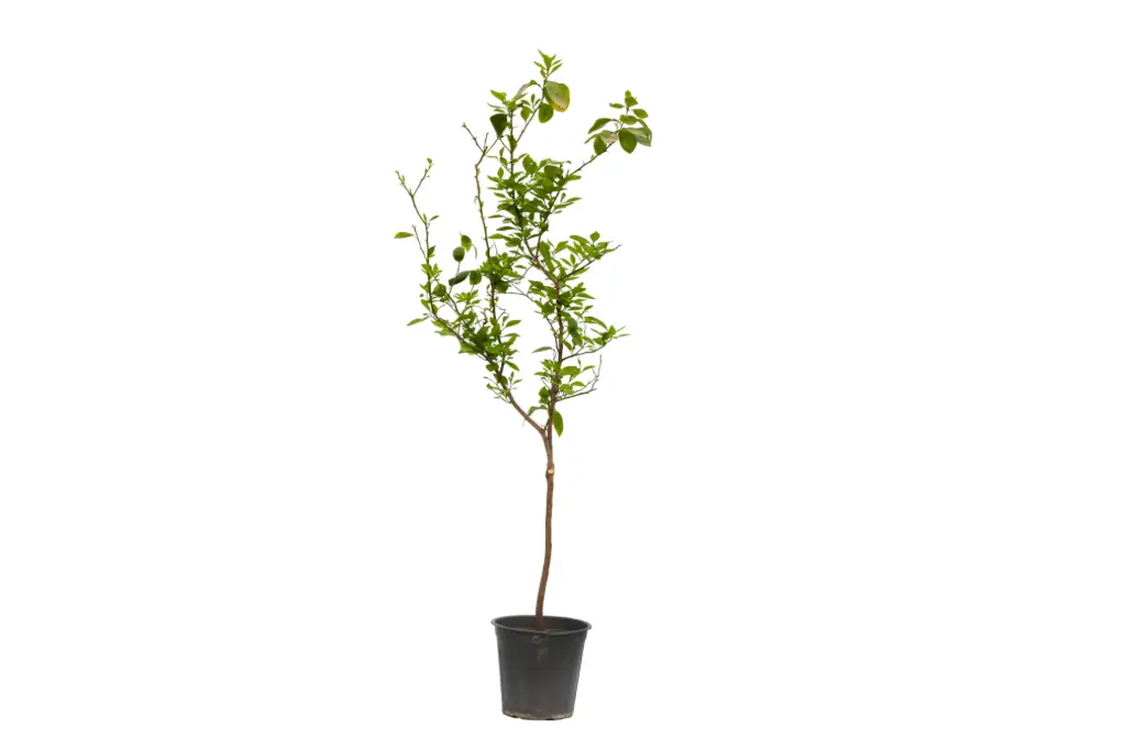 lemon shahry 25cm 