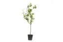lemon shahry 25cm 