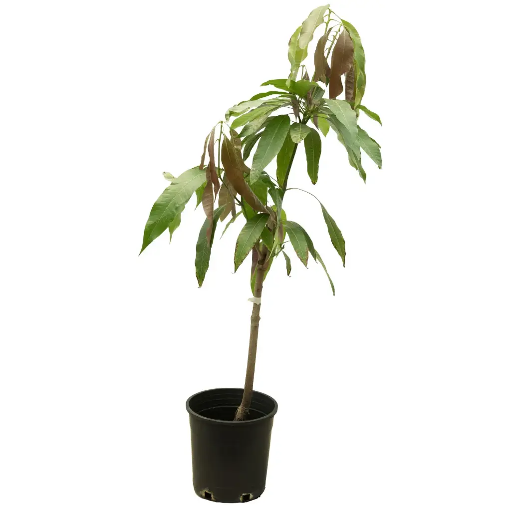 mango R2 25cm 